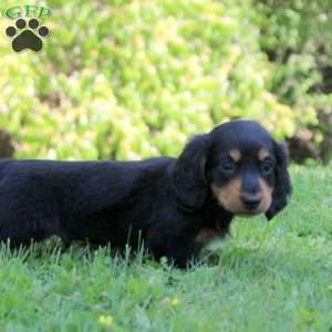 Adam, Dachshund Puppy