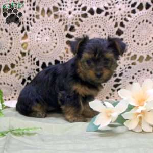 Adam, Yorkie Puppy