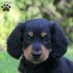 Adam, Dachshund Puppy