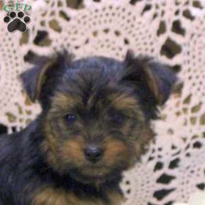 Adam, Yorkie Puppy