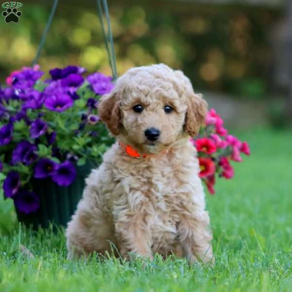 Adam, Mini Labradoodle Puppy