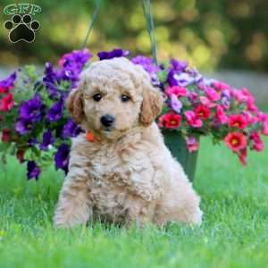Adam, Mini Labradoodle Puppy