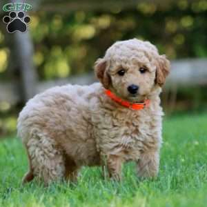 Adam, Mini Labradoodle Puppy