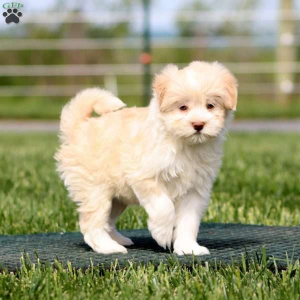 Addie, Havapoo Puppy