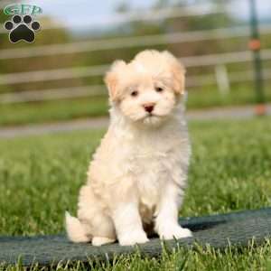 Addie, Havapoo Puppy