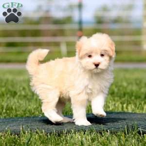 Addie, Havapoo Puppy