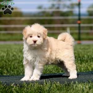 Addie, Havapoo Puppy