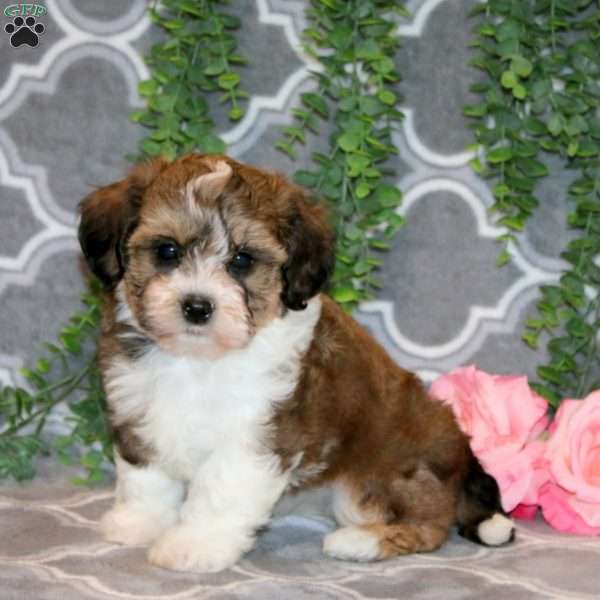 Addy, Teddy Bear Puppy