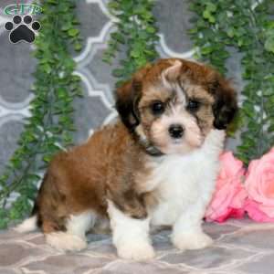 Addy, Teddy Bear Puppy