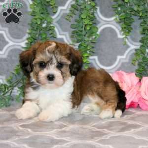 Addy, Teddy Bear Puppy