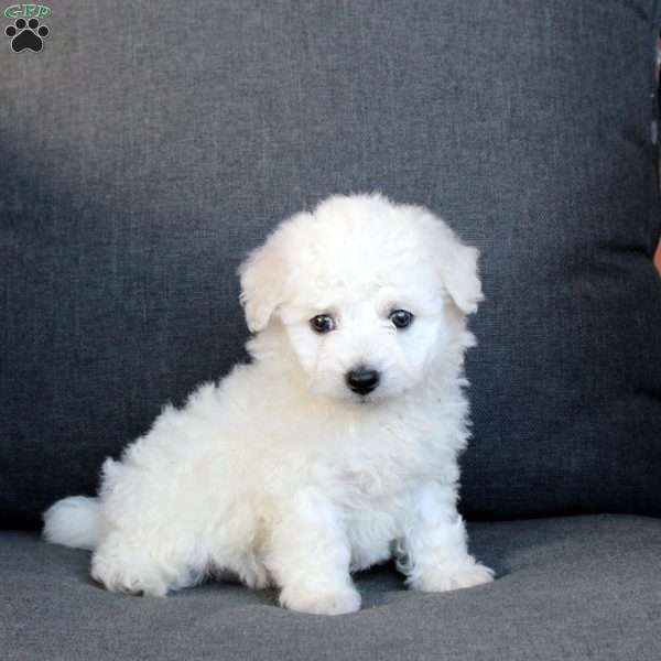 Ainsley, Bichon Frise Puppy