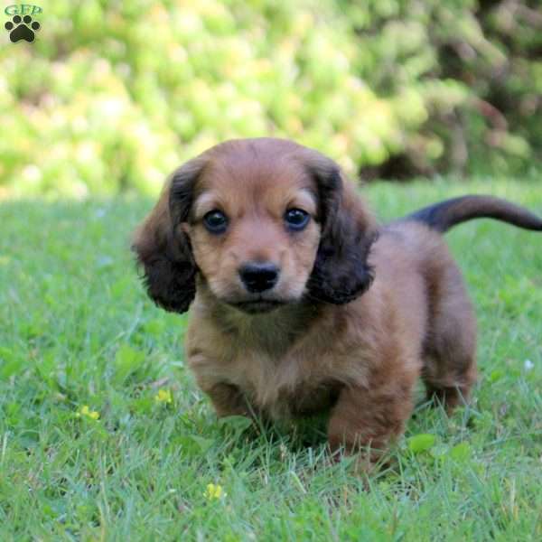 Alex, Dachshund Puppy