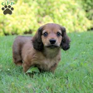 Alex, Dachshund Puppy