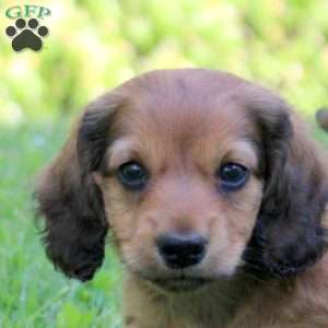Alex, Dachshund Puppy
