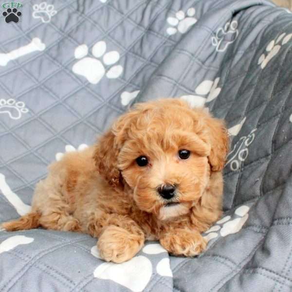 Alice, Bich-Poo Puppy