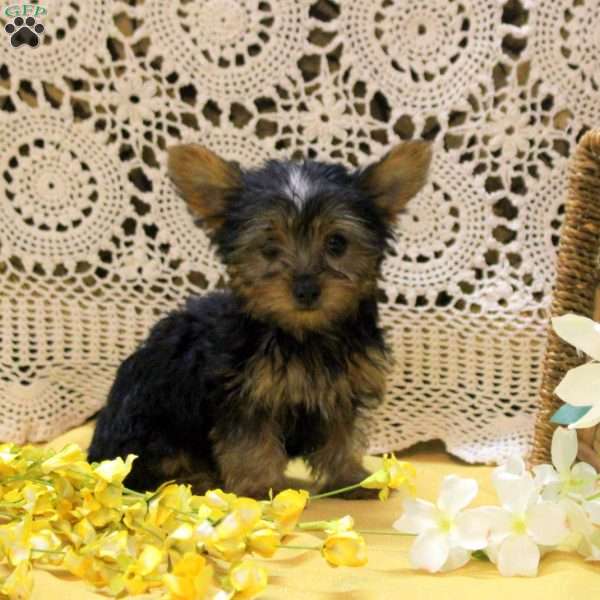 Alice, Yorkie Puppy