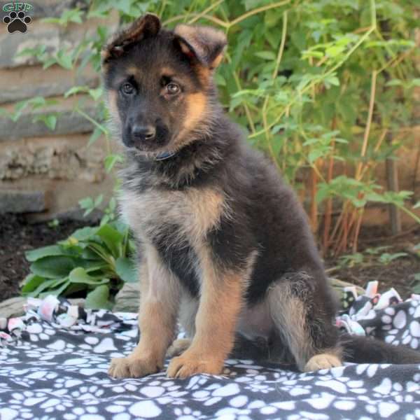 Alice, German Shepherd Puppy