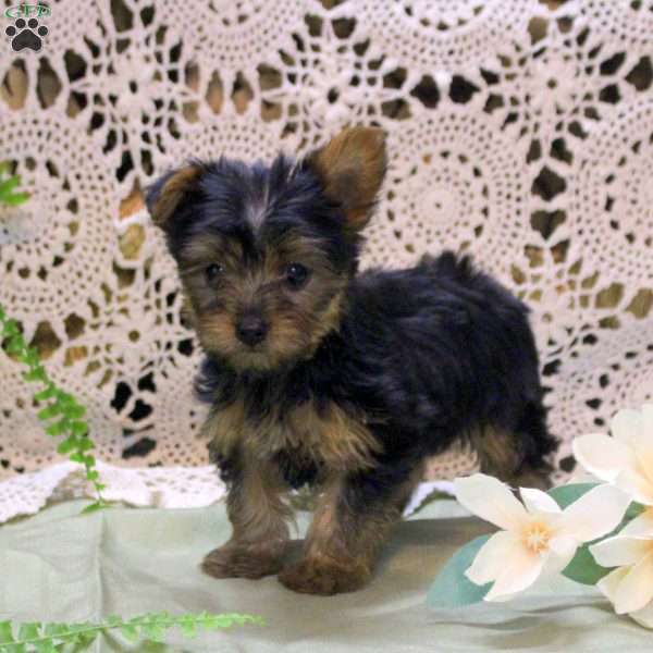 Alice, Yorkie Puppy