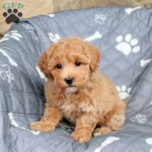Alice, Bich-Poo Puppy