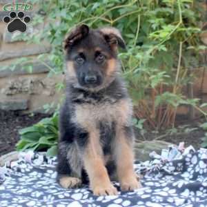 Alice, German Shepherd Puppy
