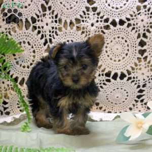 Alice, Yorkie Puppy