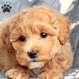 Alice, Bich-Poo Puppy