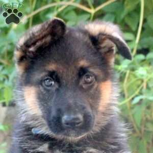 Alice, German Shepherd Puppy