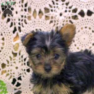 Alice, Yorkie Puppy