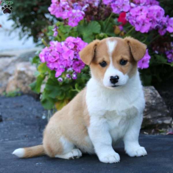 Alisha, Welsh Corgi Mix Puppy