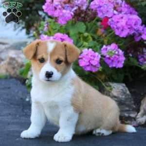 Alisha, Welsh Corgi Mix Puppy