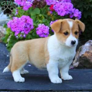 Alisha, Welsh Corgi Mix Puppy