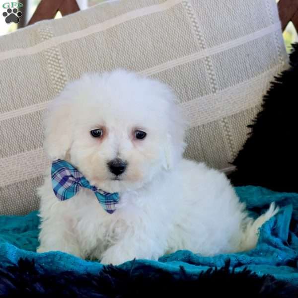 Allan, Bichon Frise Puppy
