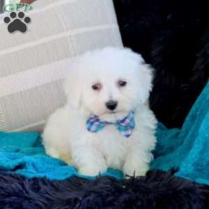 Allan, Bichon Frise Puppy
