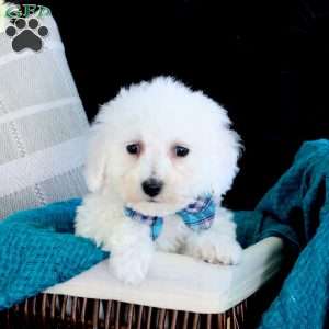 Allan, Bichon Frise Puppy