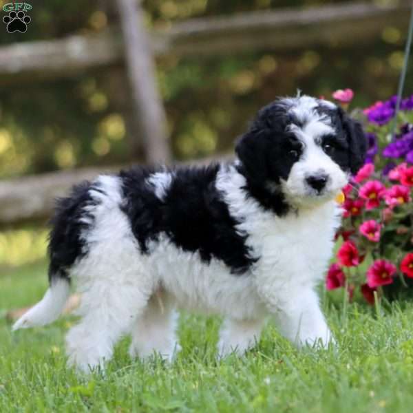 Allen, Mini Labradoodle Puppy