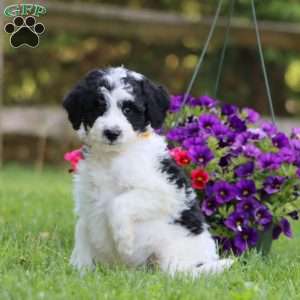 Allen, Mini Labradoodle Puppy