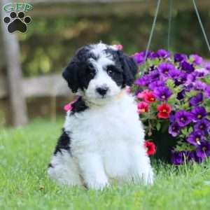 Allen, Mini Labradoodle Puppy