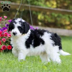 Allen, Mini Labradoodle Puppy