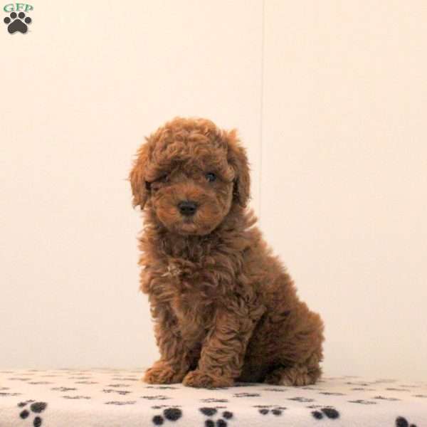 Allie, Toy Poodle Puppy
