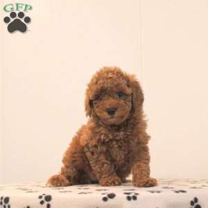 Allie, Miniature Poodle Puppy