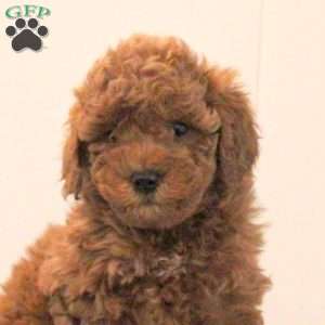 Allie, Miniature Poodle Puppy