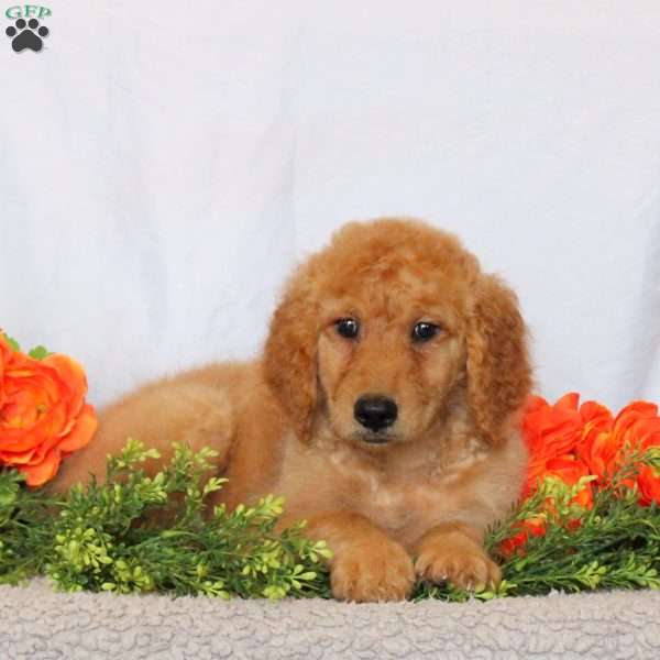 Allison, Goldendoodle Puppy