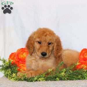 Allison, Goldendoodle Puppy