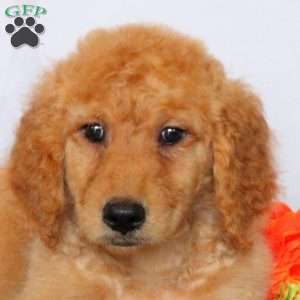 Allison, Goldendoodle Puppy