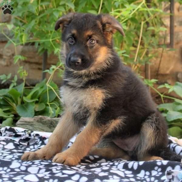 Amber, German Shepherd Puppy