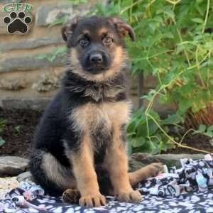 Amber, German Shepherd Puppy