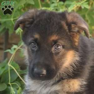 Amber, German Shepherd Puppy