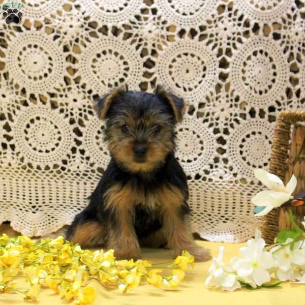 Amy, Yorkie Puppy