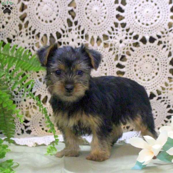 Amy, Yorkie Puppy