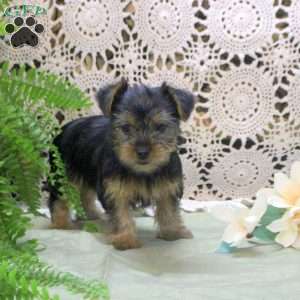 Amy, Yorkie Puppy